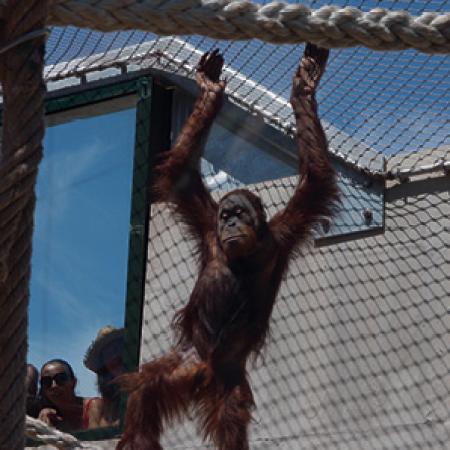 ORANGUTANLAR İÇİN DIŞ MEKAN KAPALI ALAN - BRATİSLAVA