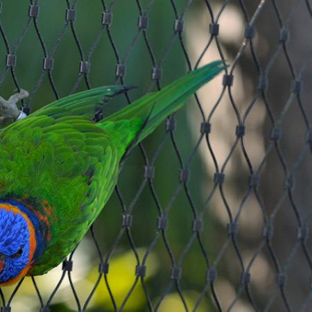 YÜRÜYEREK GEZİLEBİLEN BÜYÜK KUŞ KAFESİ