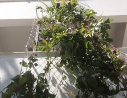 Cephe Yeşillendirme - Akçakoca Diapolis Hotel