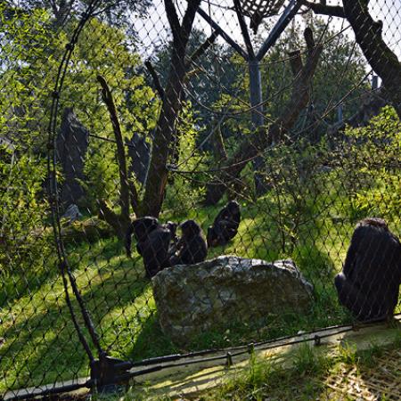 BONOBO MAYMUNLARI İÇİN DIŞ MEKAN KAPALI ALAN - WUPPERTAL