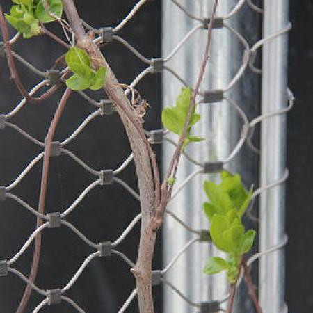 VINCENNES HAYVANAT BAHÇESİ, PARİS