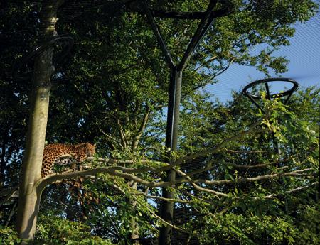 KAR LEOPARLARI İÇİN KAPALI ALAN