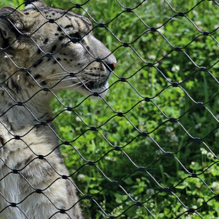 KAR LEOPARLARI İÇİN DIŞ MEKAN KAPALI ALAN - DRESDEN