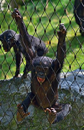 BONOBO MAYMUNLARI İÇİN DIŞ MEKAN KAPALI ALAN - WUPPERTAL