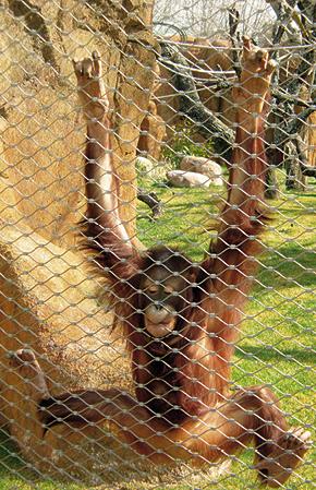 ORANGUTANLAR İÇİN KAPALI ALAN