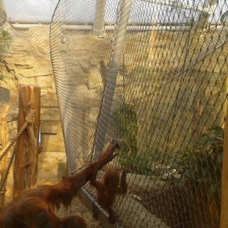 ORANGUTANLAR İÇİN İÇ MEKAN KAPALI ALAN