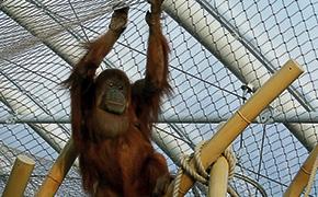 ORANGUTANLAR İÇİN İÇ MEKAN KAPALI ALAN
