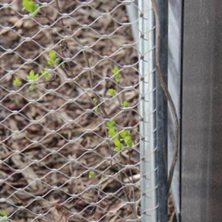 VINCENNES HAYVANAT BAHÇESİ, PARİS