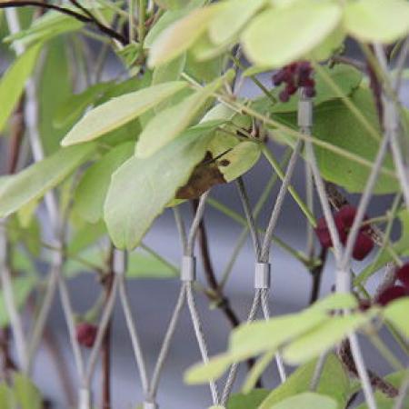 VINCENNES HAYVANAT BAHÇESİ, PARİS