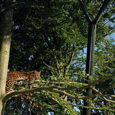 KAR LEOPARLARI İÇİN KAPALI ALAN
