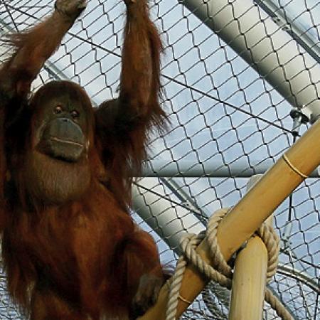 ORANGUTANLAR İÇİN İÇ MEKAN KAPALI ALAN