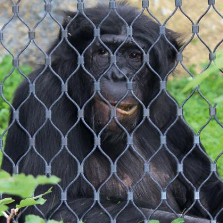BONOBO MAYMUNLARI İÇİN DIŞ MEKAN KAPALI ALAN