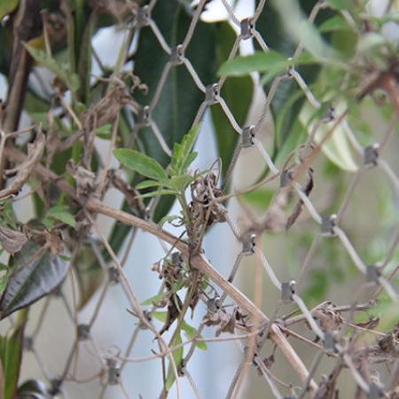 VINCENNES HAYVANAT BAHÇESİ, PARİS