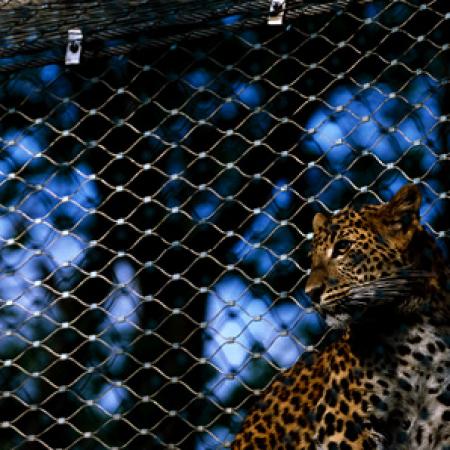 LEOPARLAR İÇİN DIŞ MEKAN KAPALI ALAN - ARNHEIM