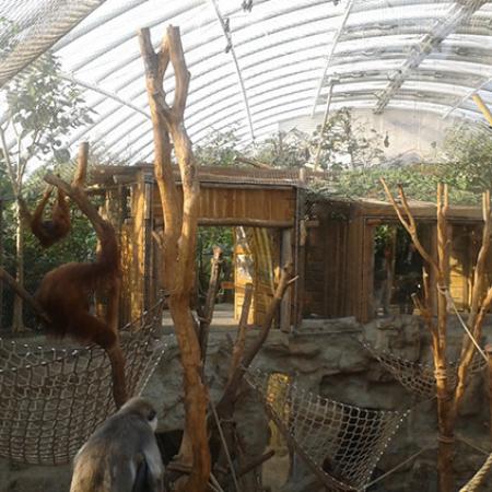 ORANGUTANLAR İÇİN İÇ MEKAN KAPALI ALAN