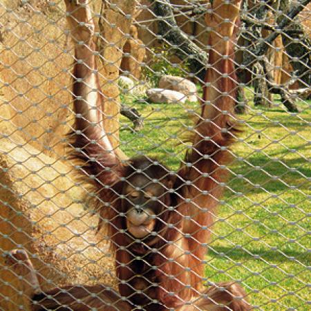 ORANGUTANLAR İÇİN KAPALI ALAN