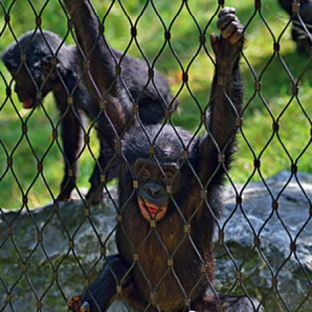 BONOBO MAYMUNLARI İÇİN DIŞ MEKAN KAPALI ALAN - WUPPERTAL