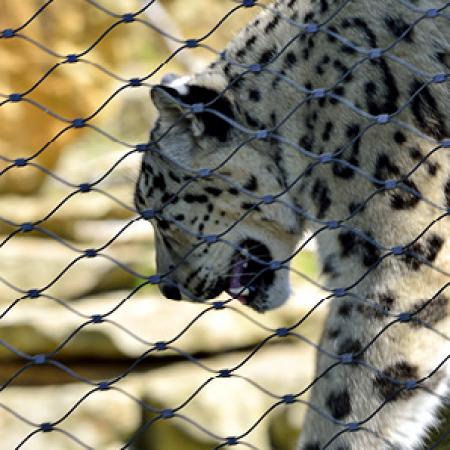 KAR LEOPARLARI İÇİN DIŞ MEKAN KAPALI ALAN - DRESDEN